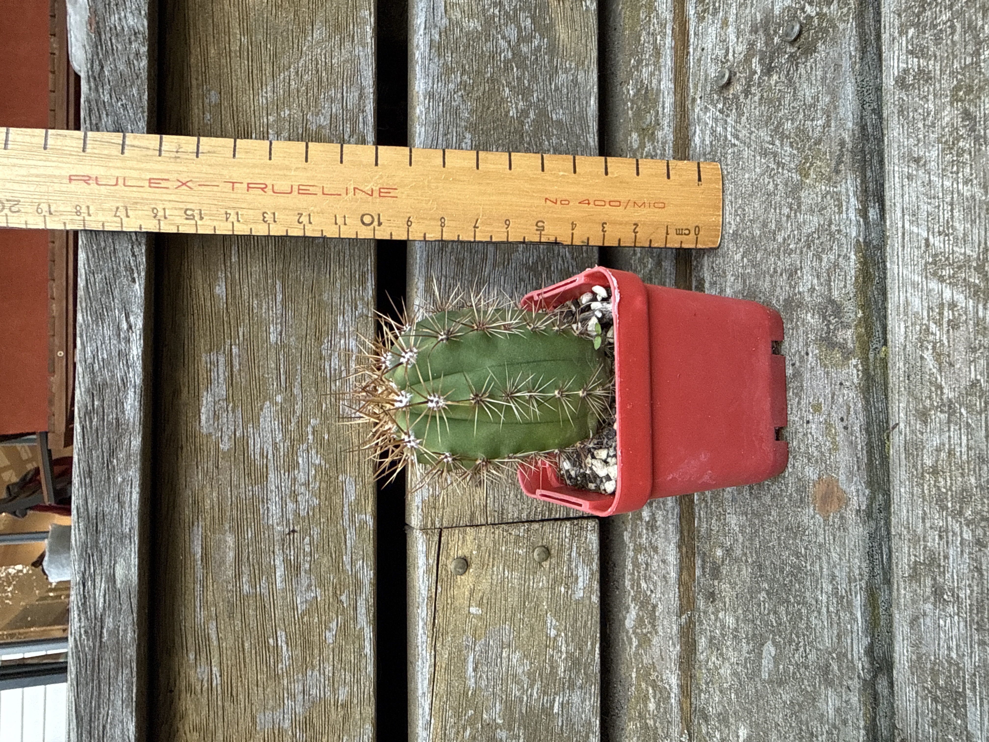 Spiny Columnar Cactus (Echinopsis sp.)