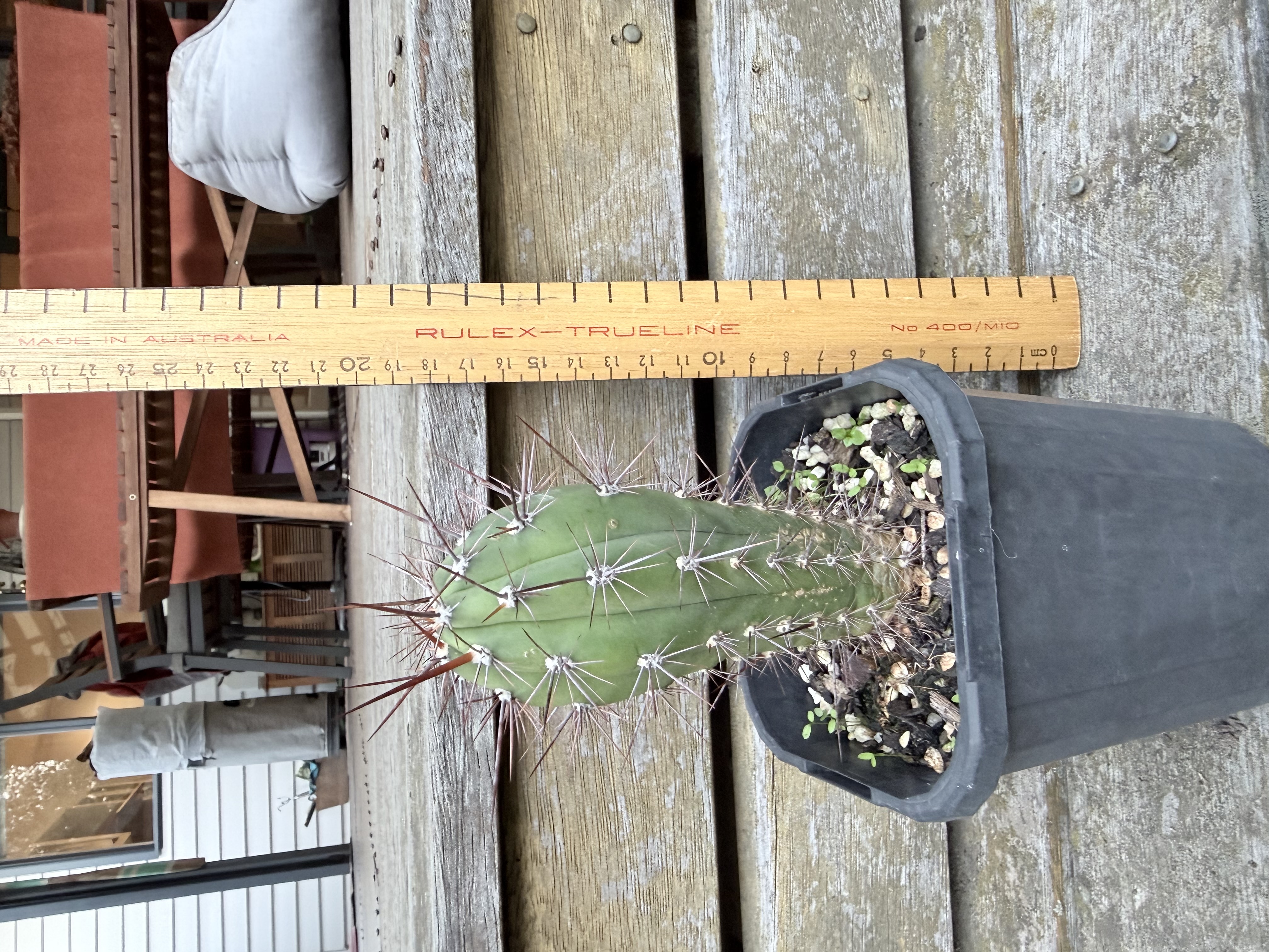 Red-Spined Columnar Cactus (Echinopsis sp.)