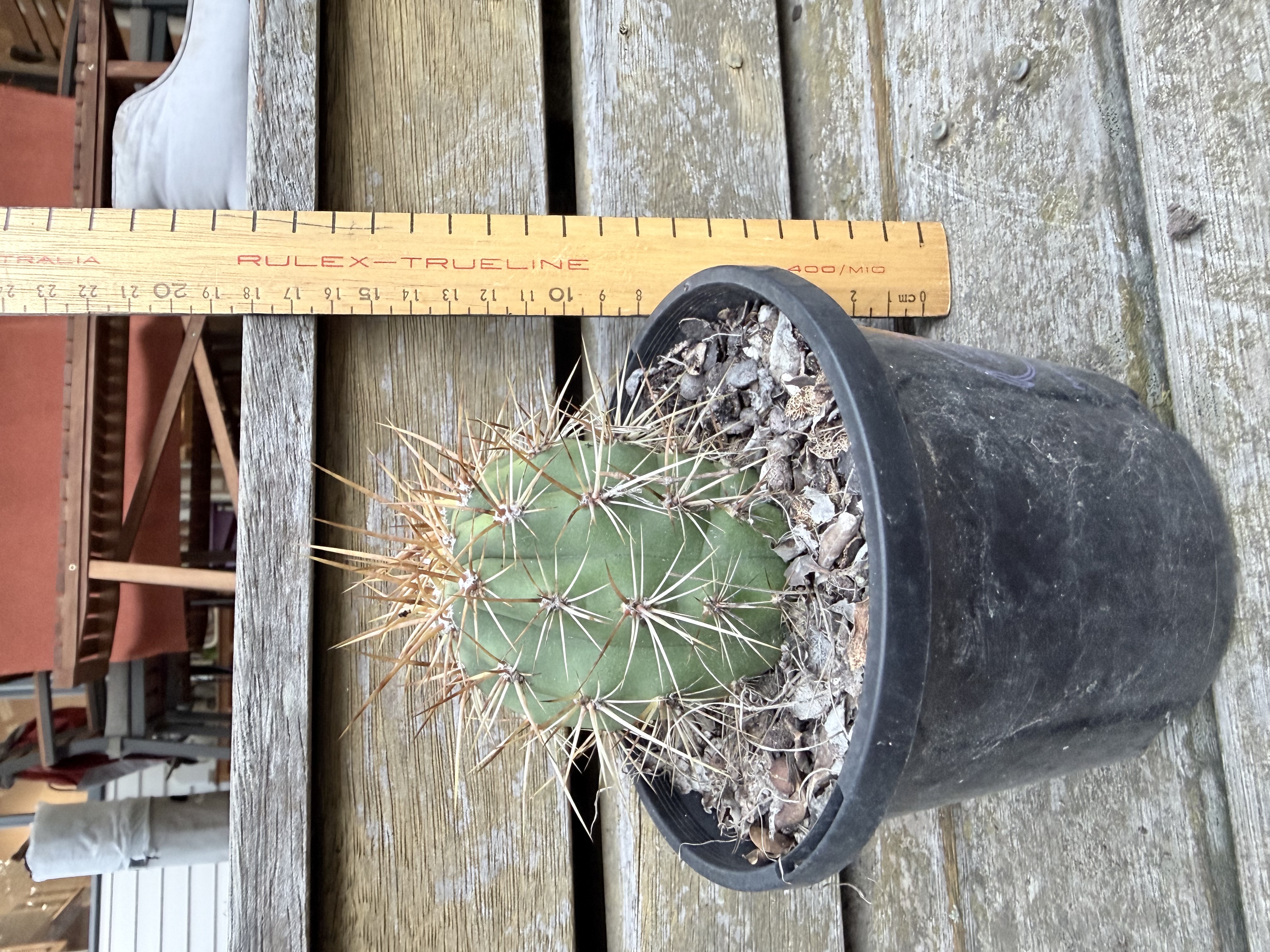Barrel Cactus (Ferocactus latispinus)