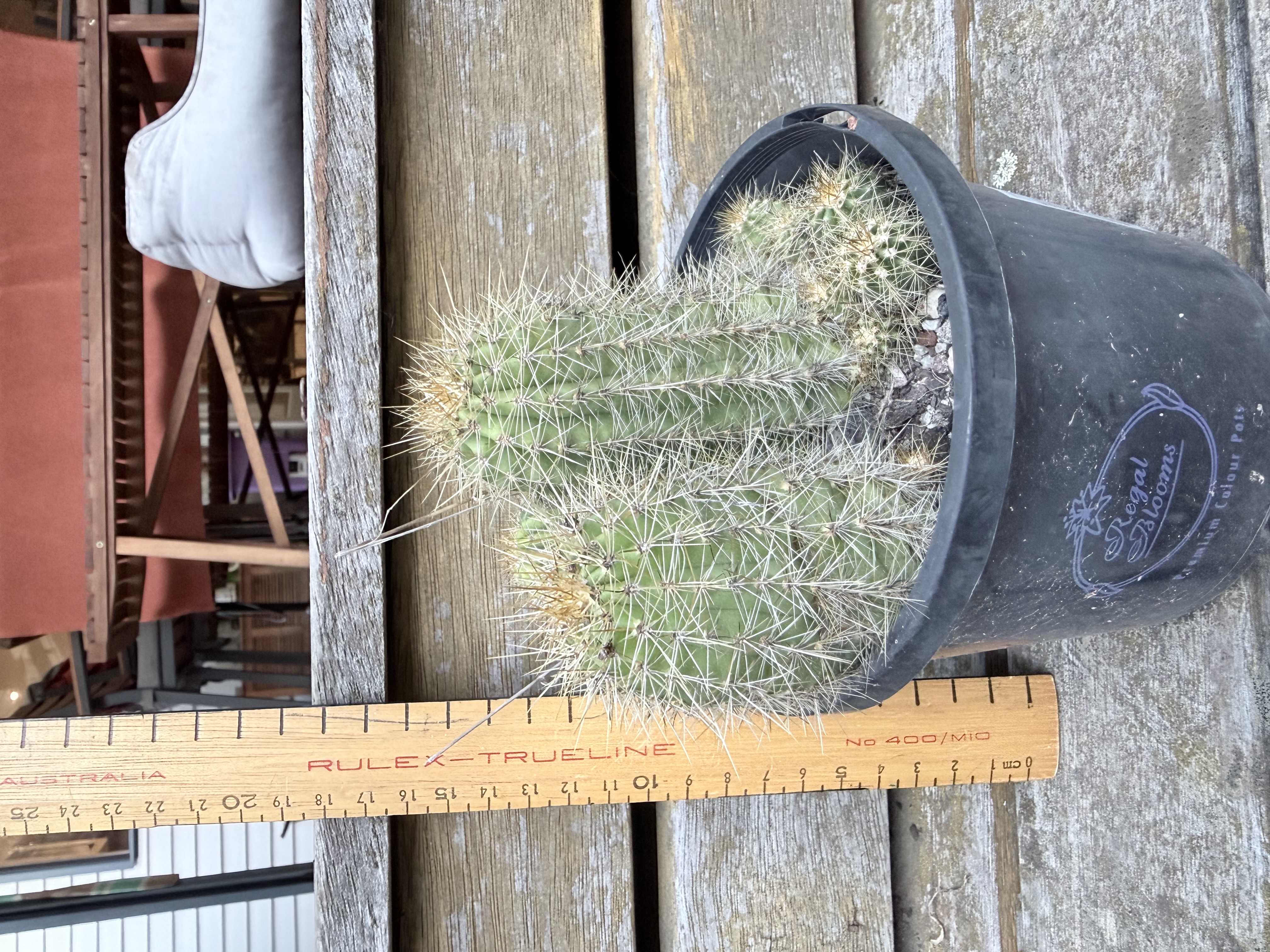 Clumping Columnar Cactus (Echinopsis sp.)