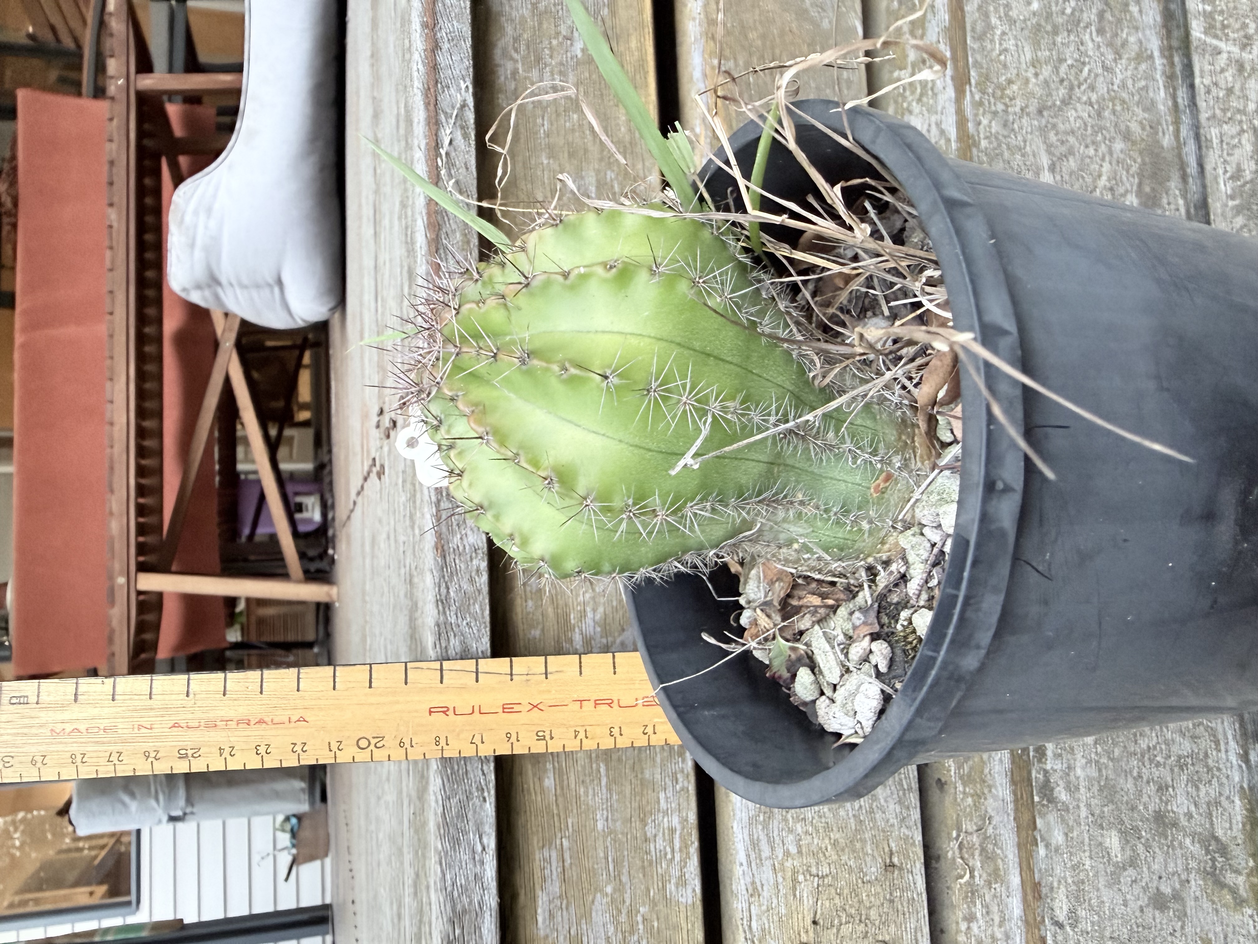 Globular Cactus (Echinopsis sp.)