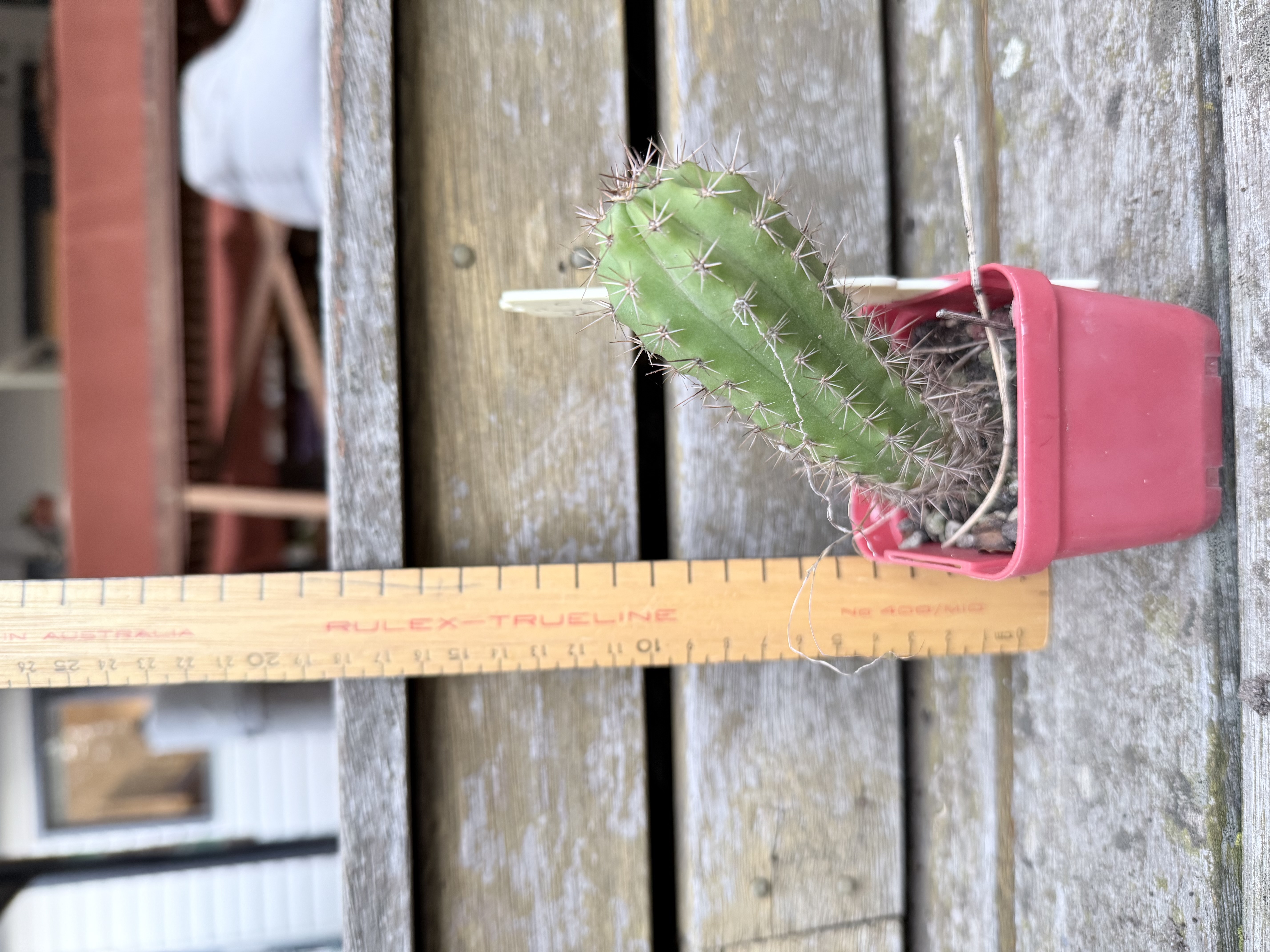 Young Columnar Cactus (Echinopsis sp.)