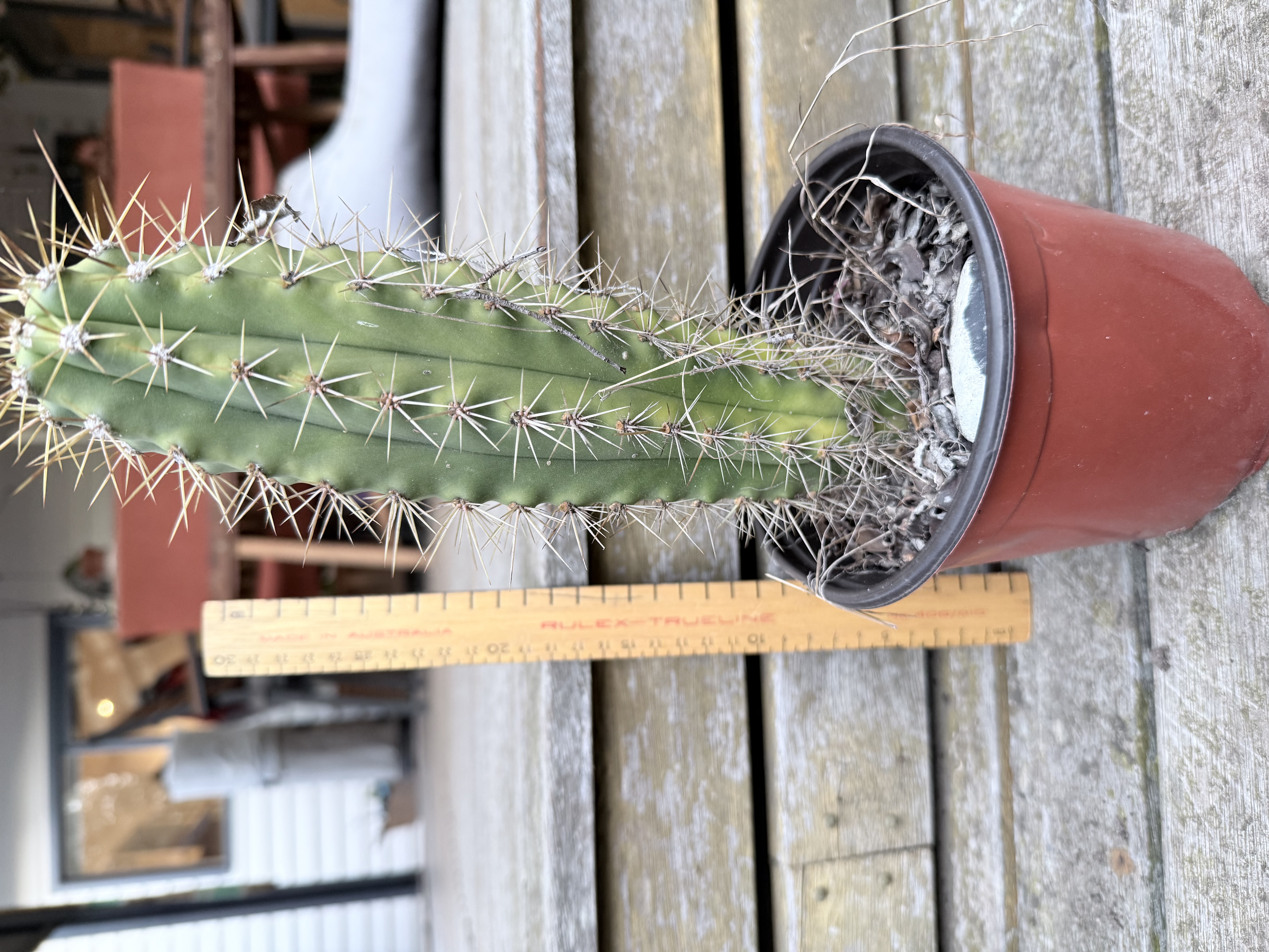 Slender Columnar Cactus (Echinopsis sp.)