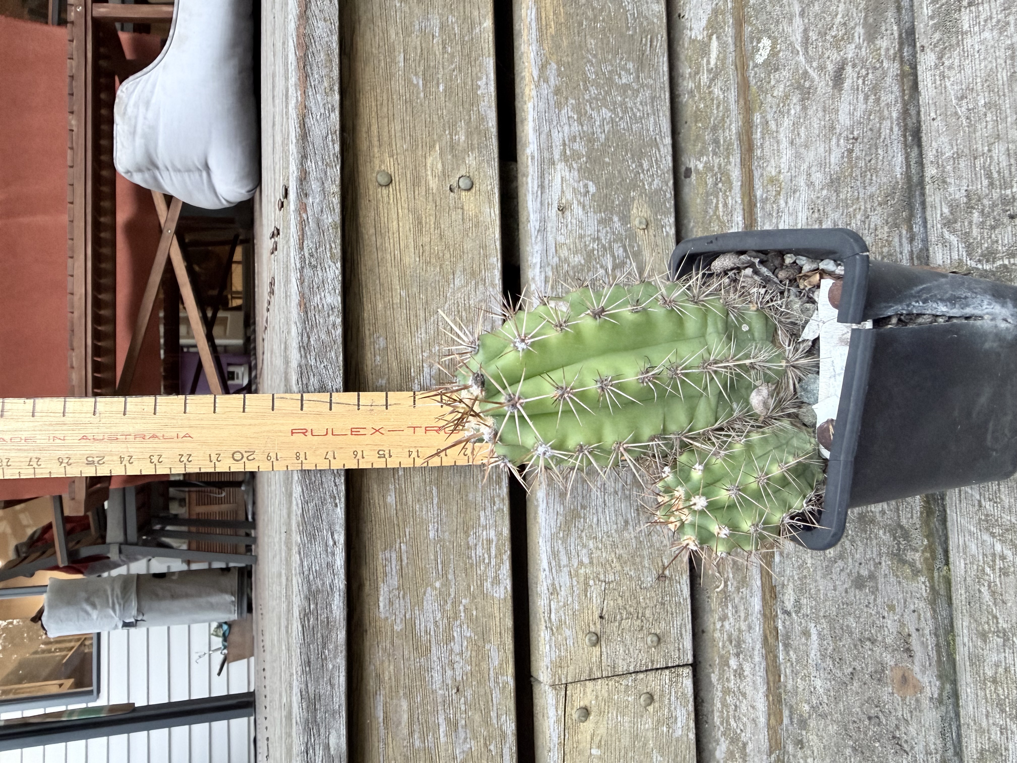 Columnar Cactus with Offset (Echinopsis sp.)