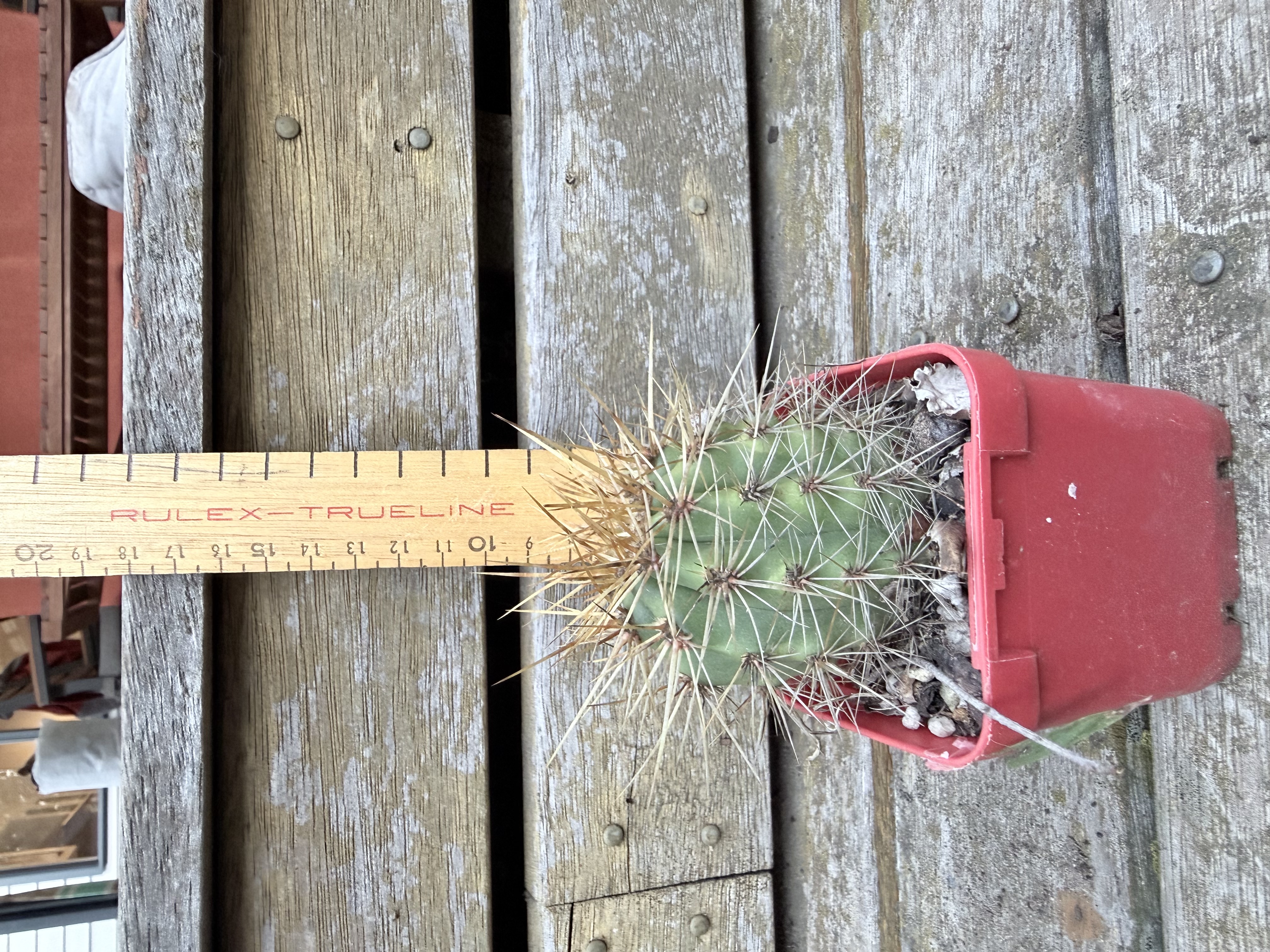 Columnar Cactus (Echinopsis sp.)
