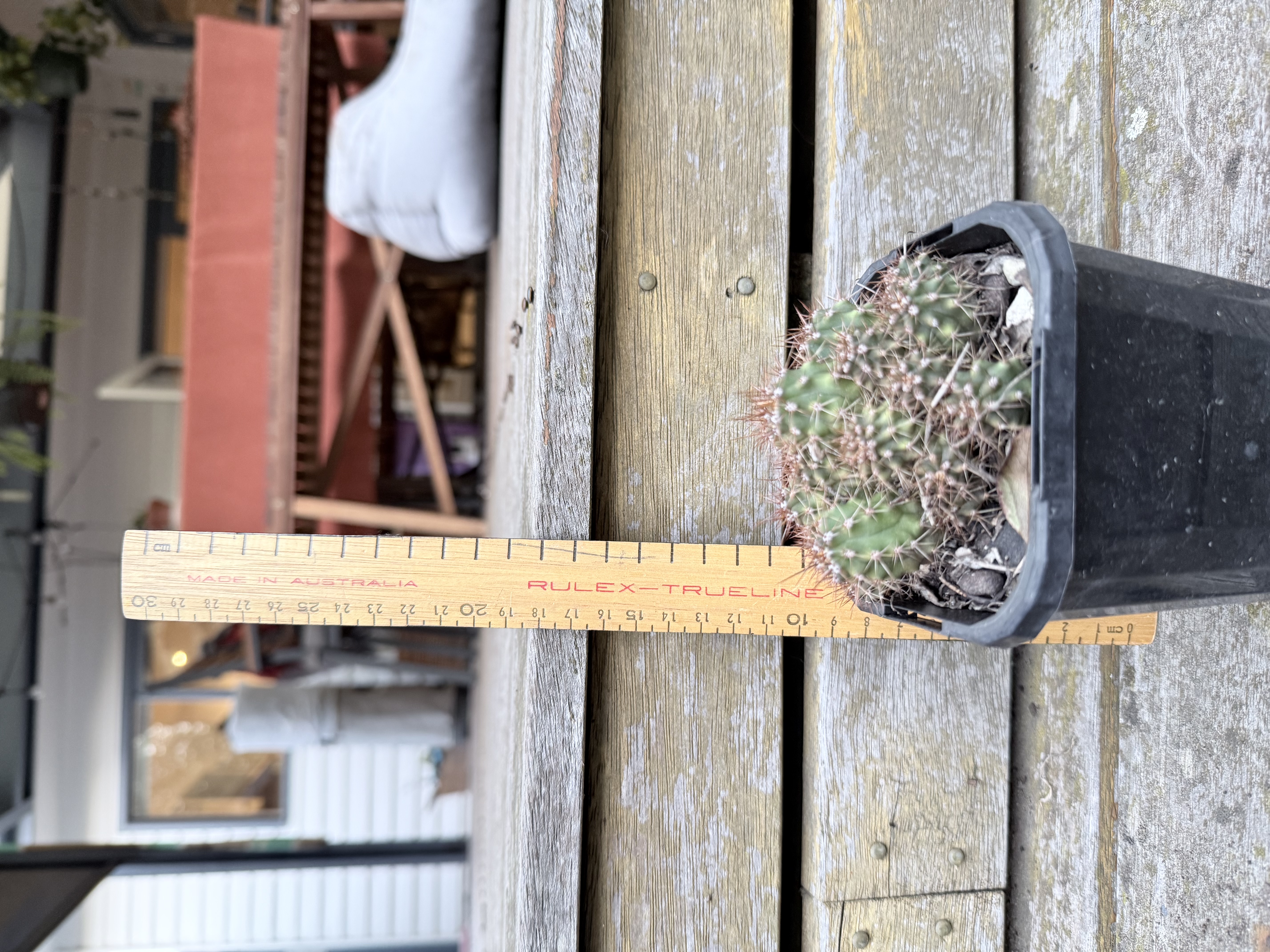 Clustering Cactus (Rebutia species)