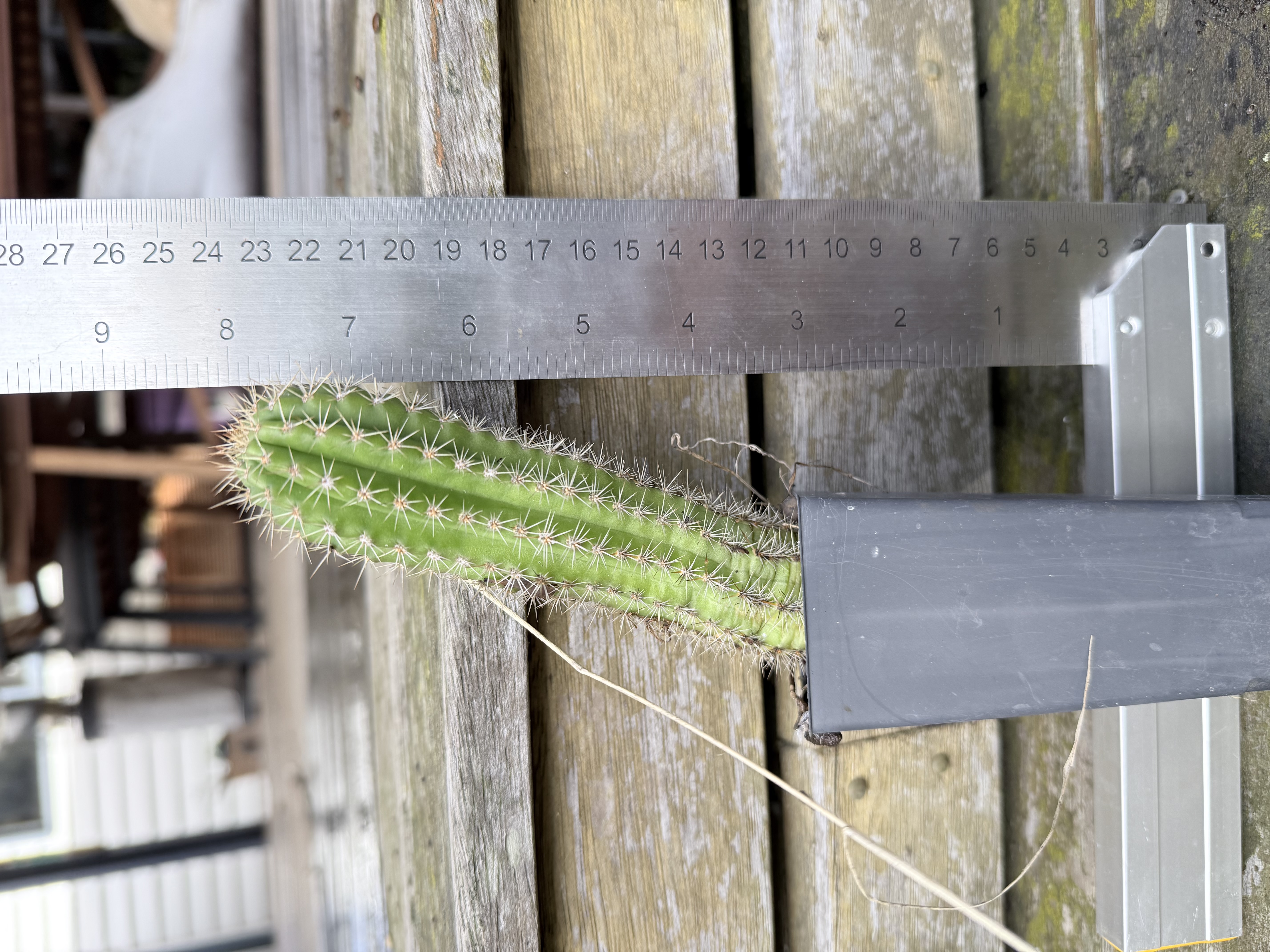 Pilosocereus pachycladus (Blue Torch Cactus)