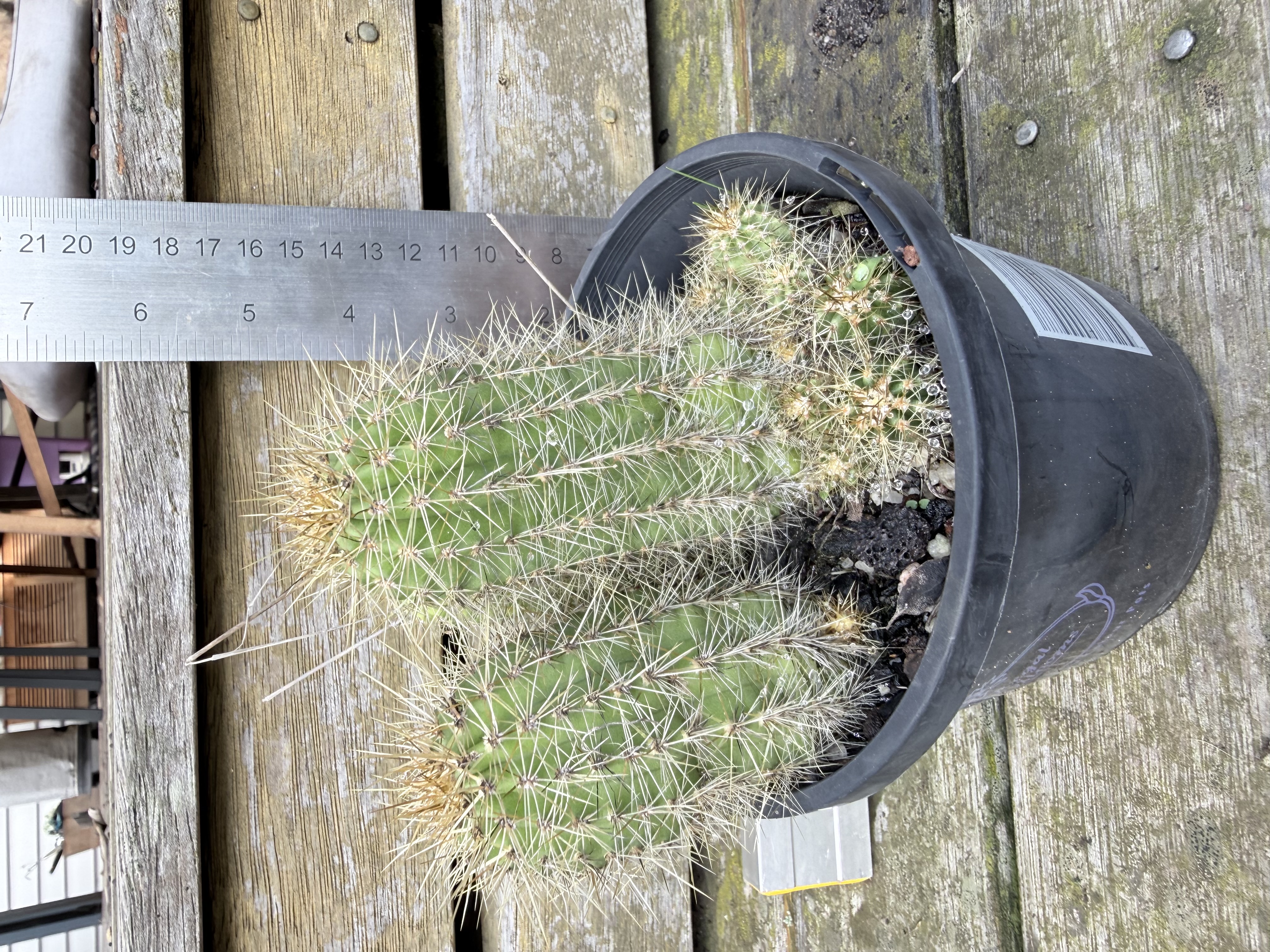 Echinopsis huascha (Torch Cactus) hybrid