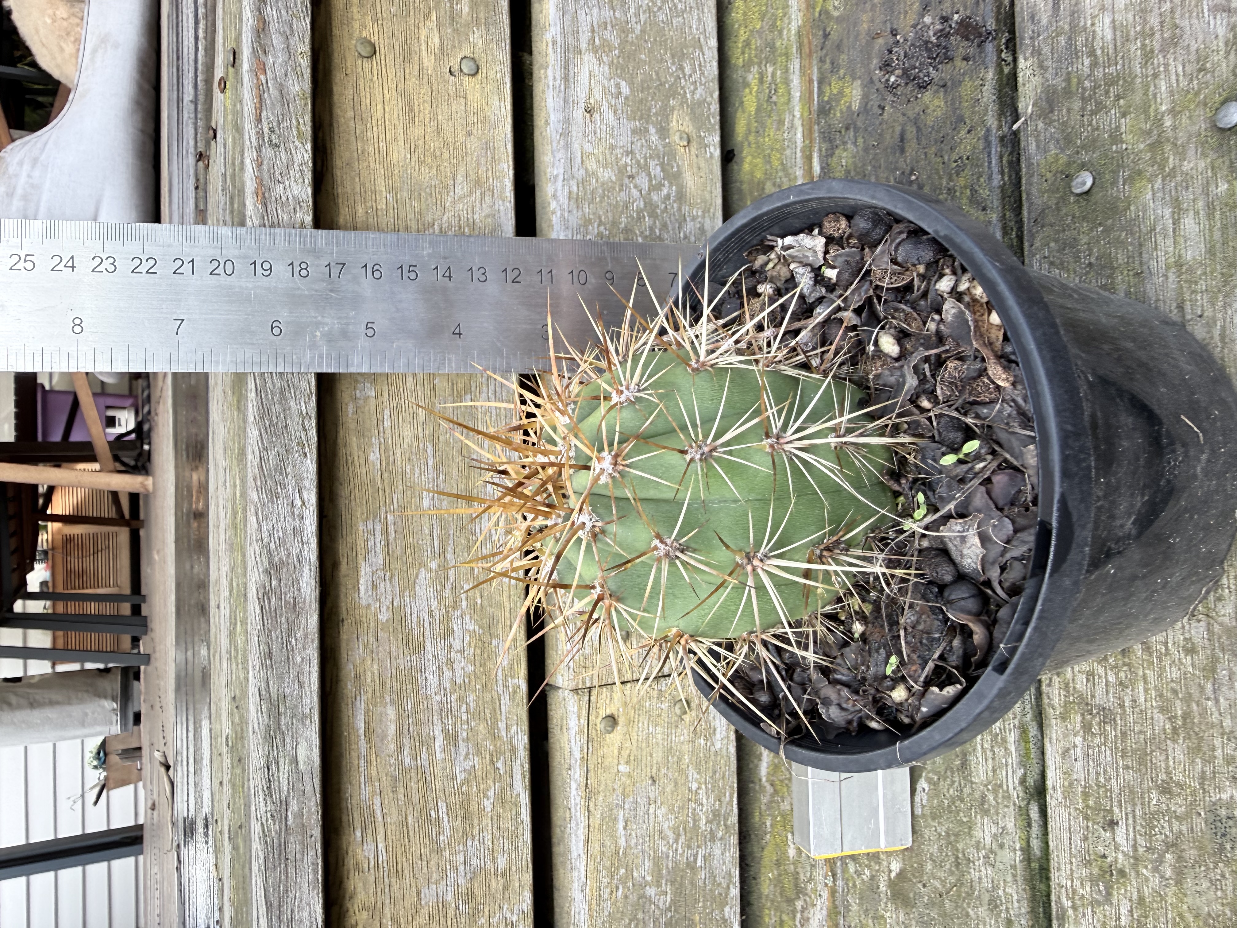 Ferocactus wislizeni (Fishhook Barrel Cactus)