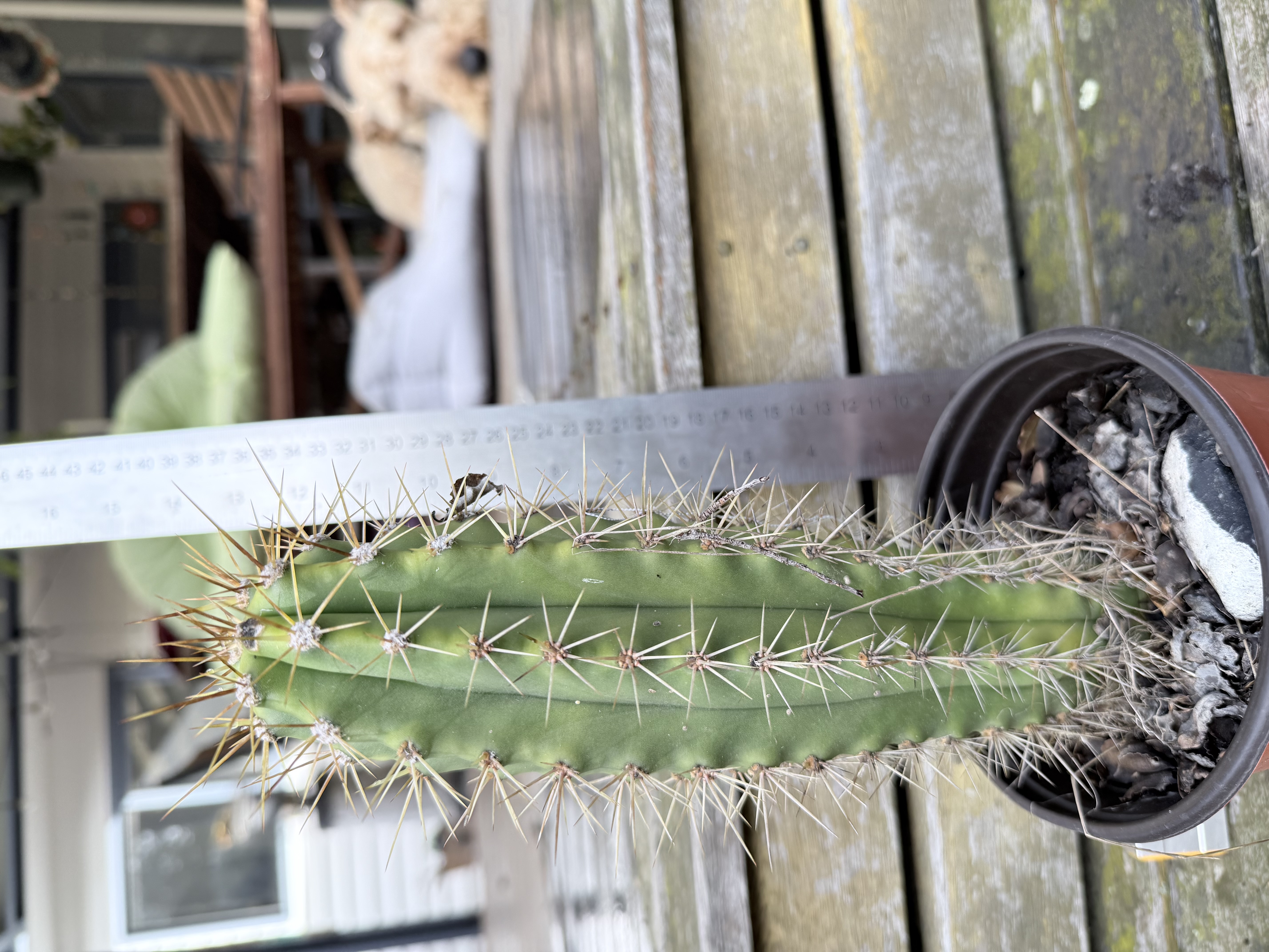 Cereus repandus (Peruvian Apple Cactus)