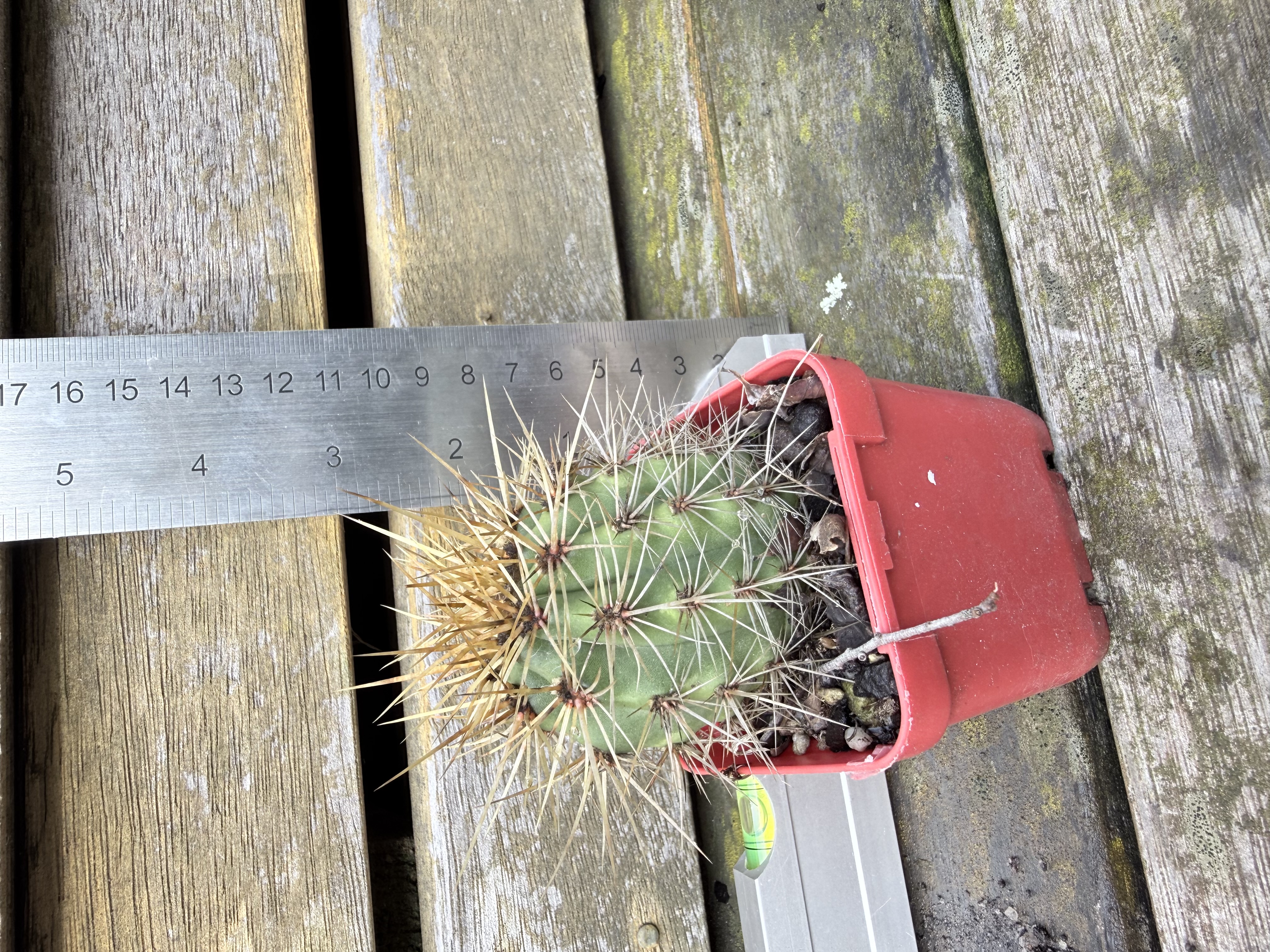 Ferocactus glaucescens (Blue Barrel Cactus)