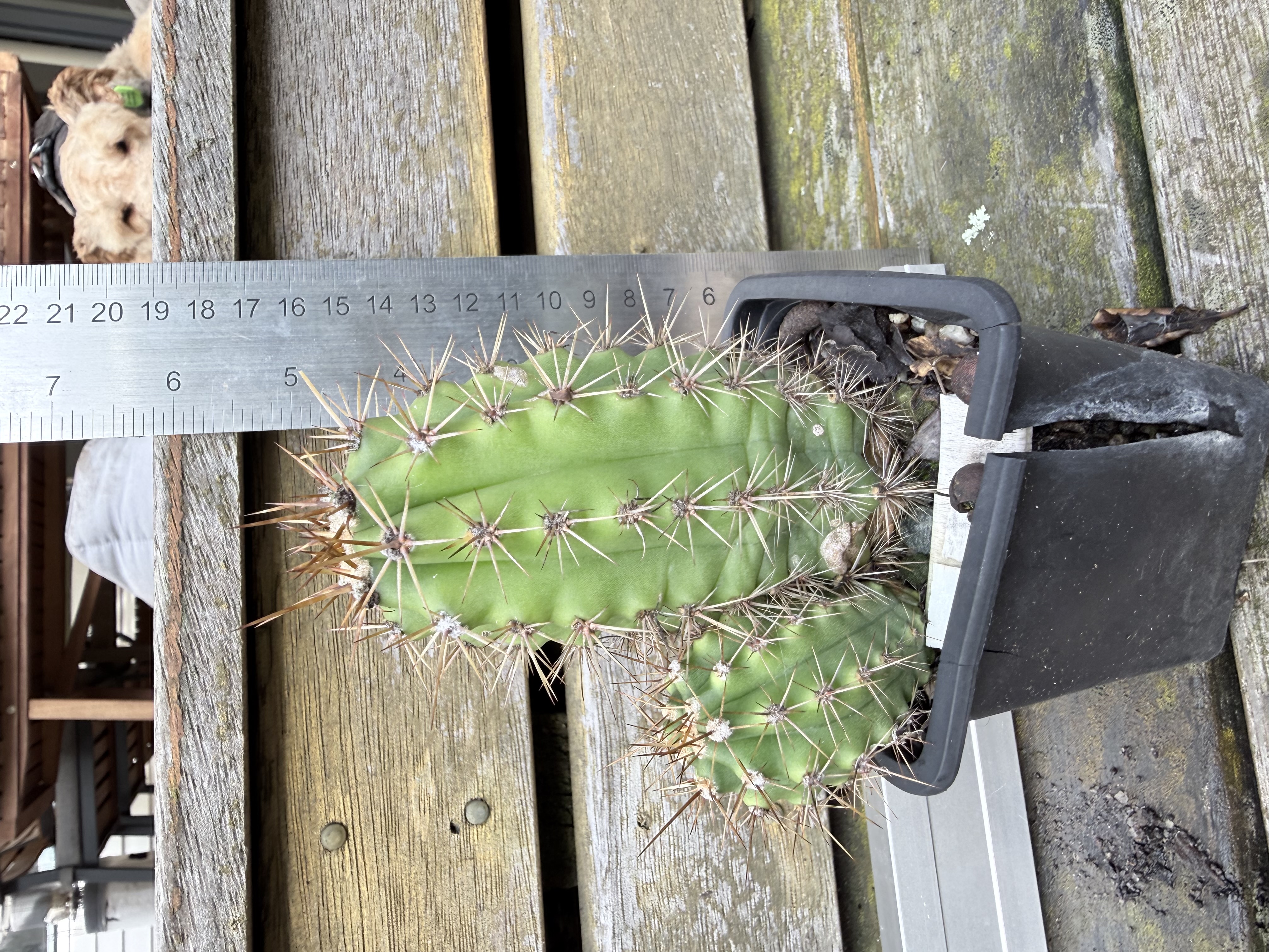 Echinopsis pachanoi (San Pedro Cactus)
