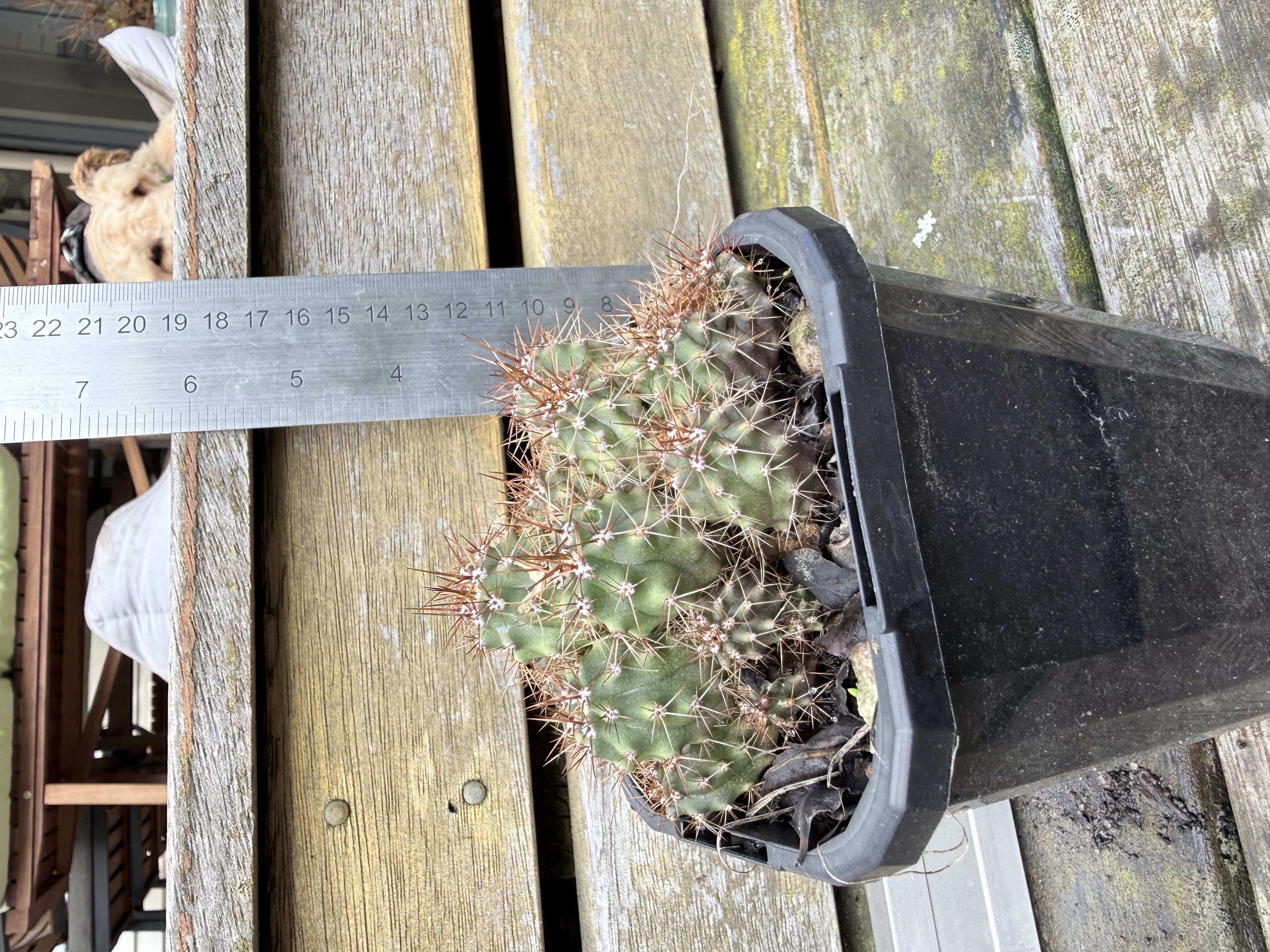Echinopsis (formerly Lobivia) hybrid