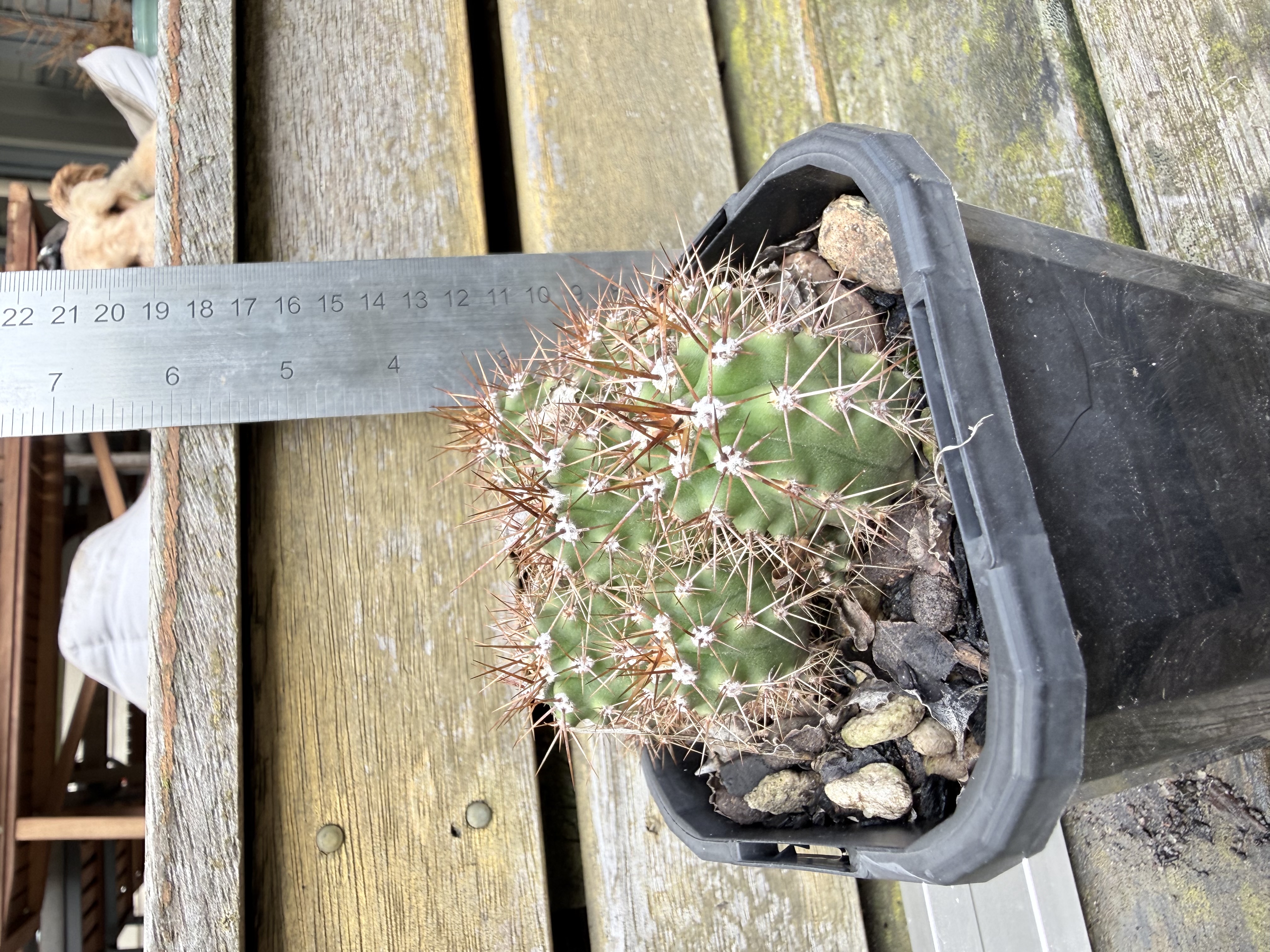 Echinopsis (formerly Lobivia) hybrid