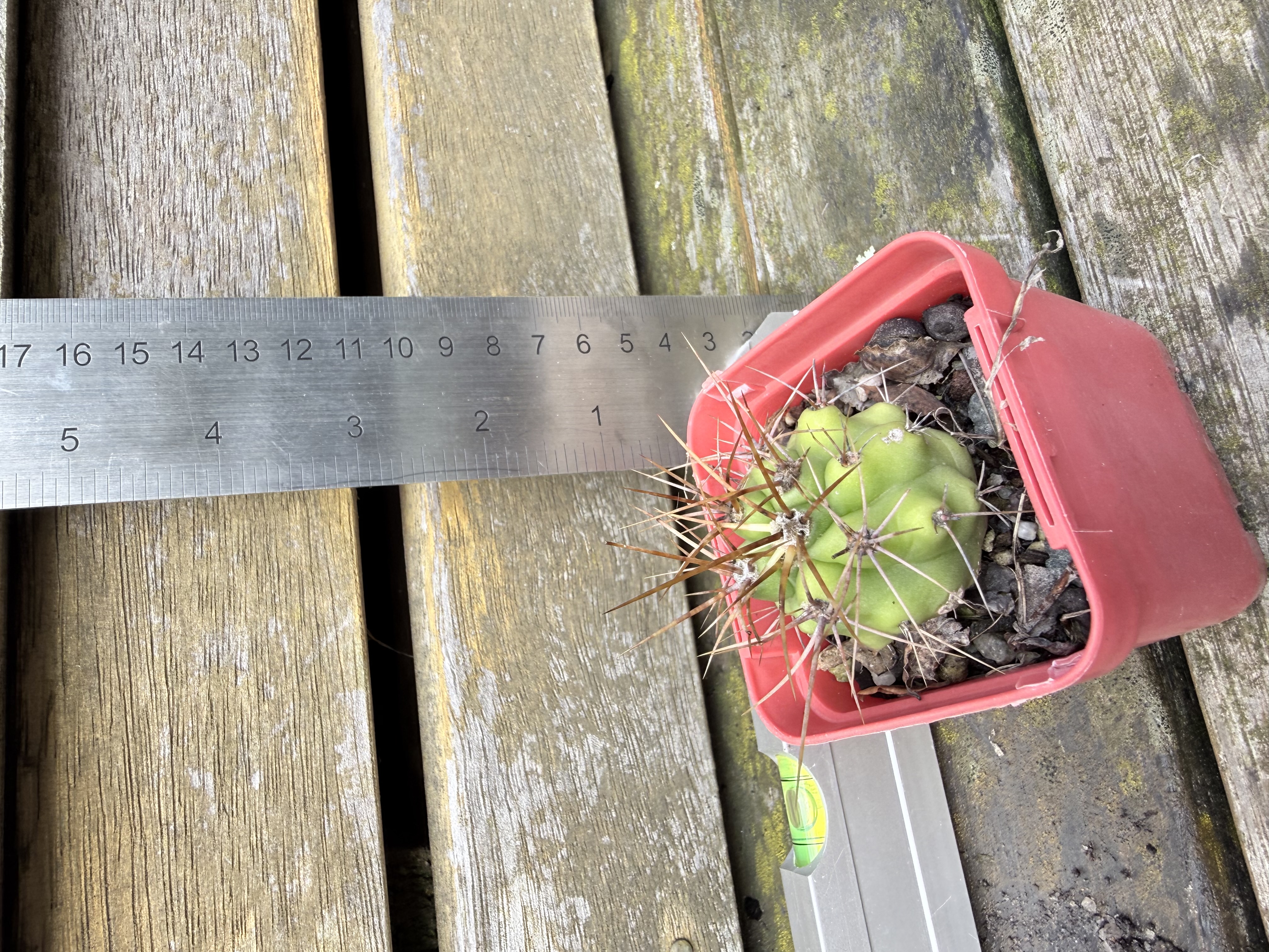 Ferocactus latispinus (Devil's Tongue Barrel Cactus)