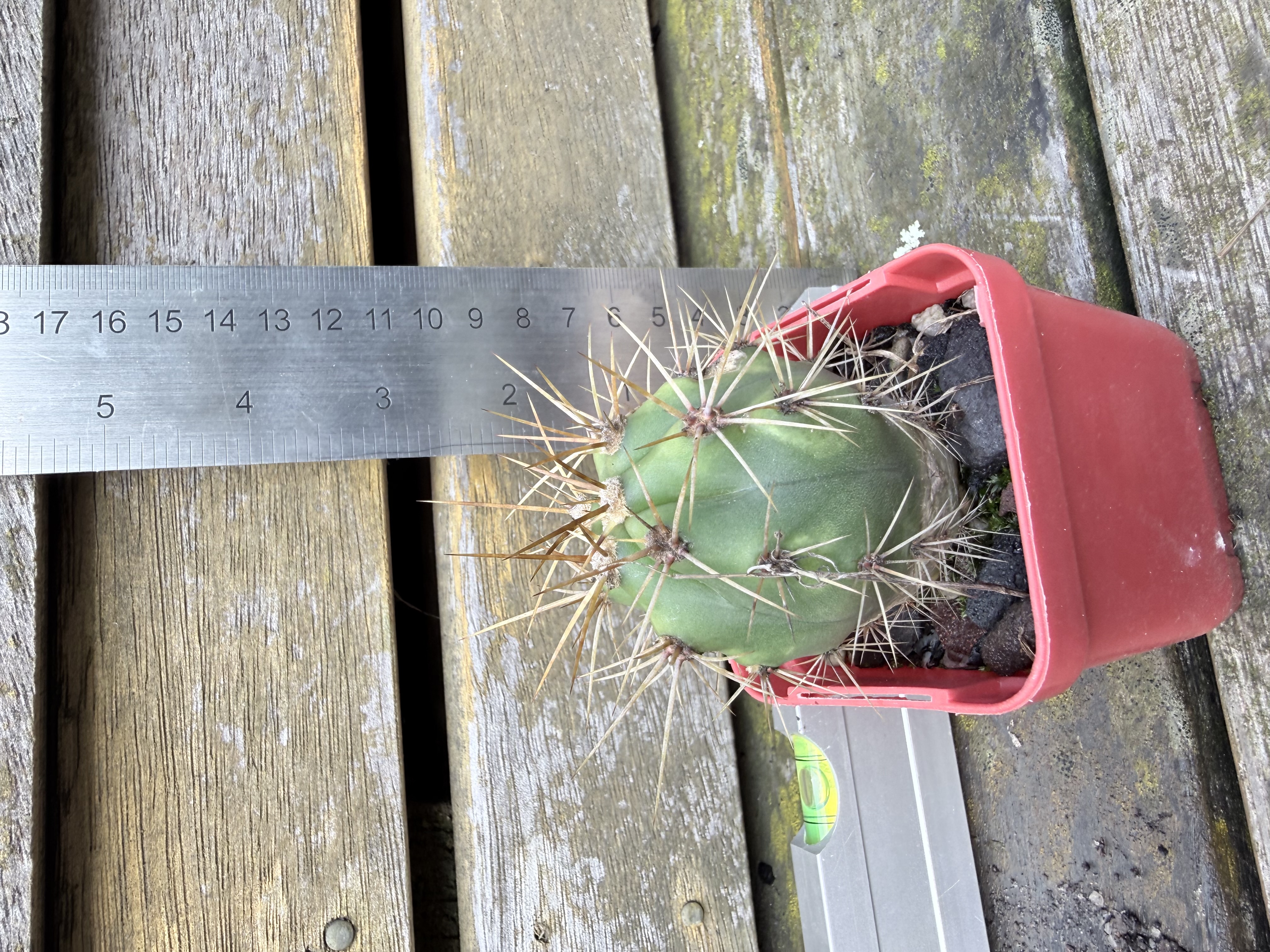 Ferocactus latispinus (Devil's Tongue Barrel Cactus)