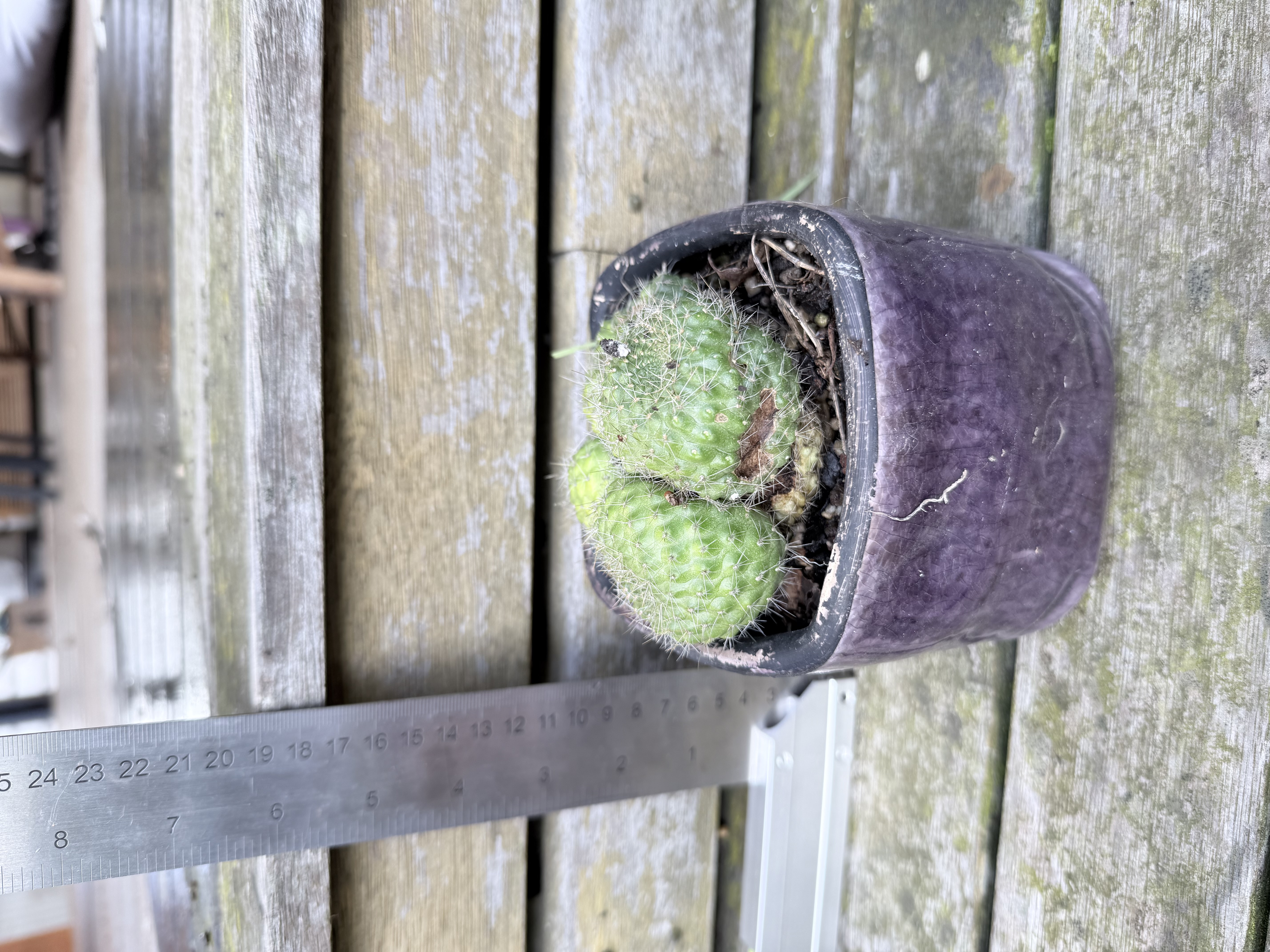 Mammillaria prolifera (Silver Cluster Cactus)