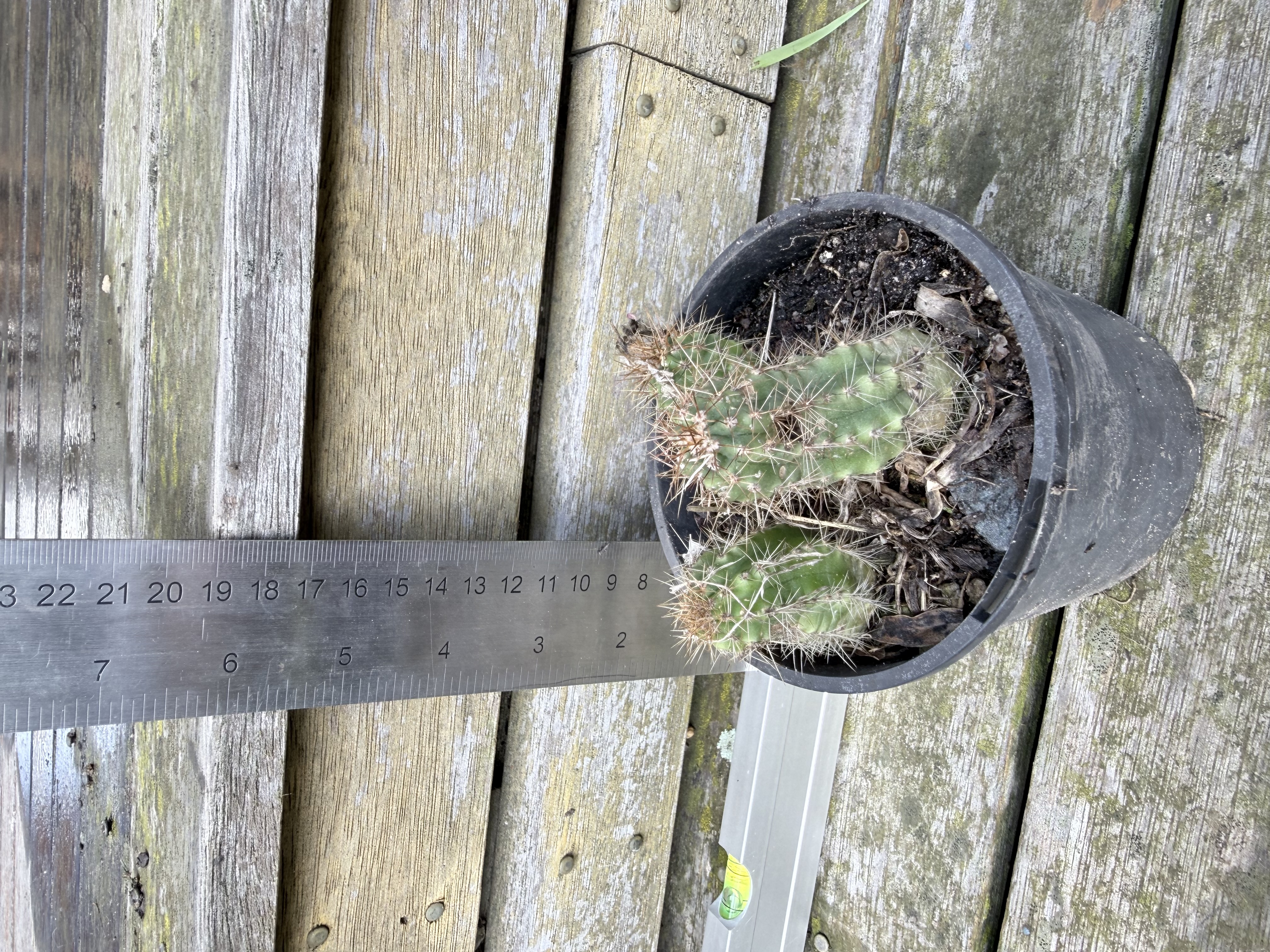 Cereus peruvianus (Peruvian Apple Cactus Pups)