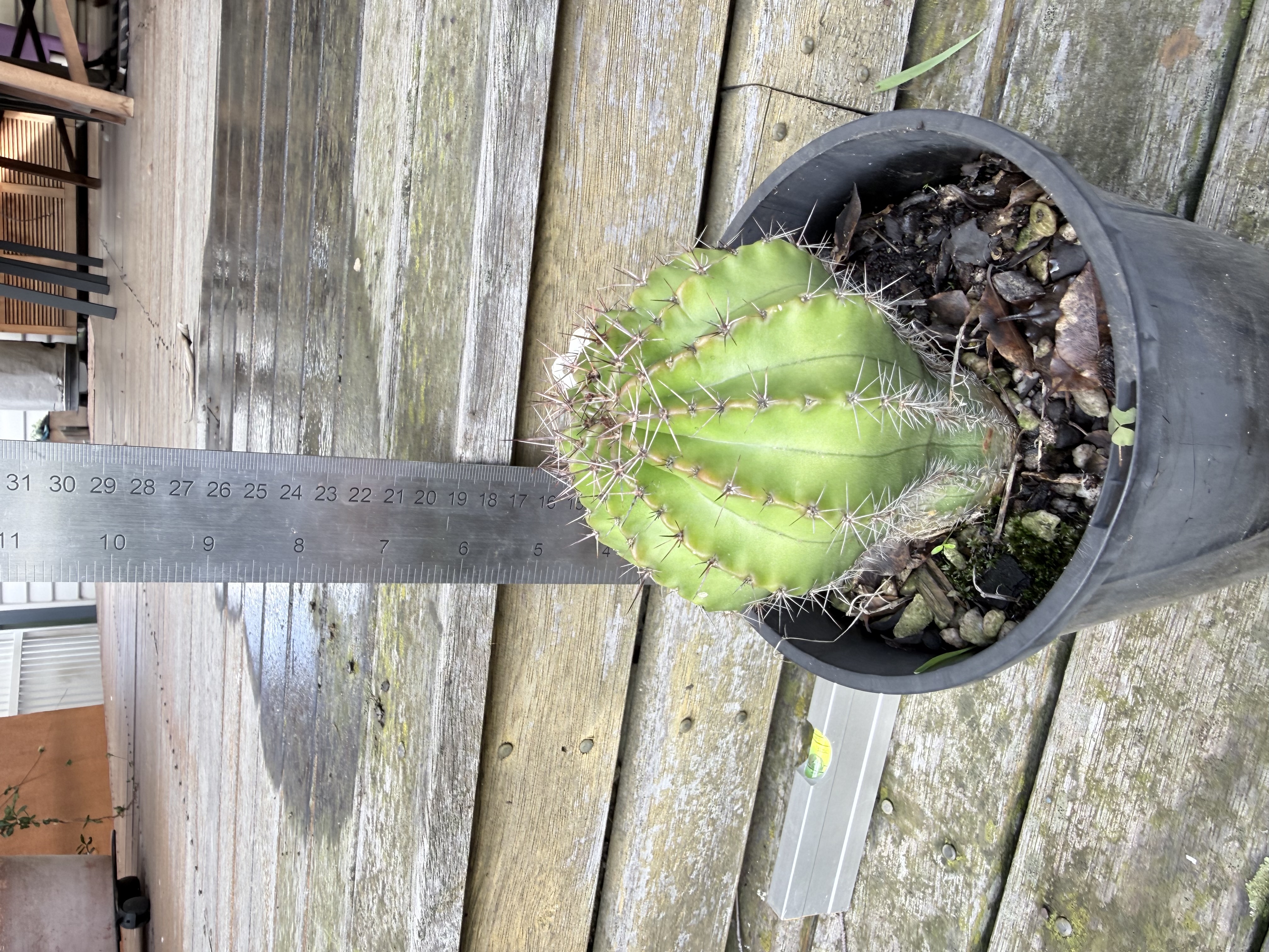 Echinopsis calochlora (Ball Cactus)