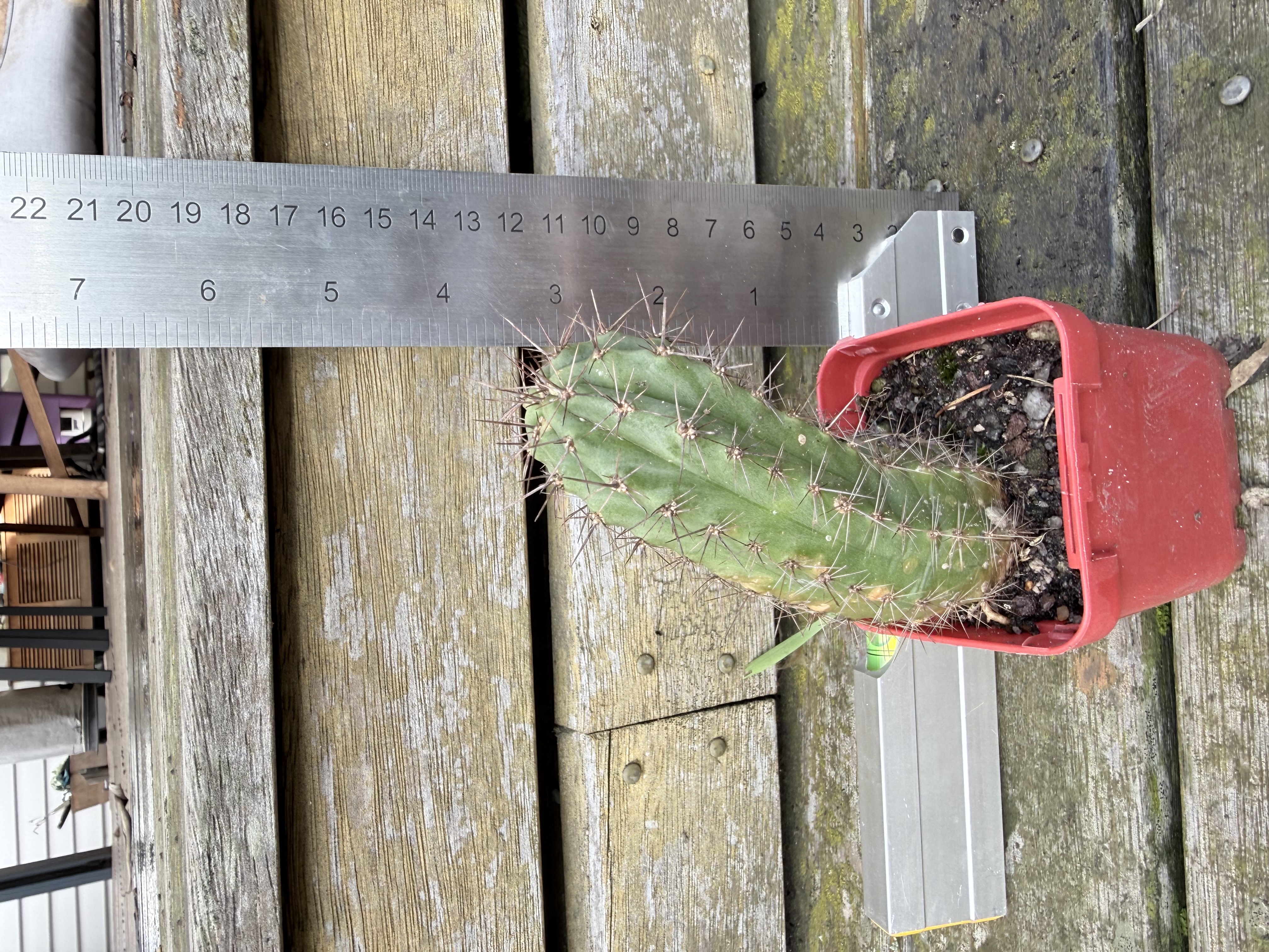 Echinopsis spachiana (Golden Torch Cactus)