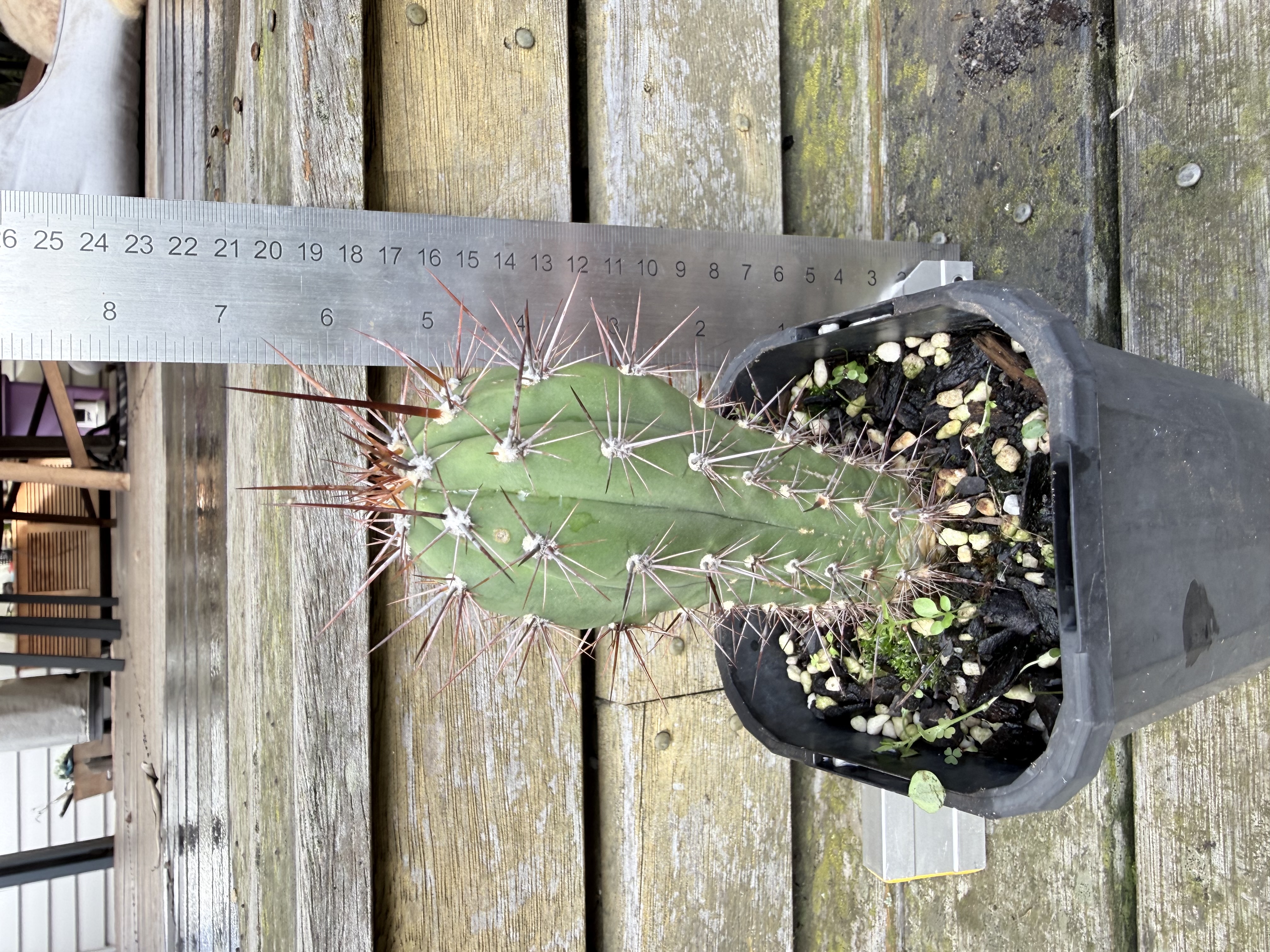 Echinopsis spachiana (Golden Torch Cactus)
